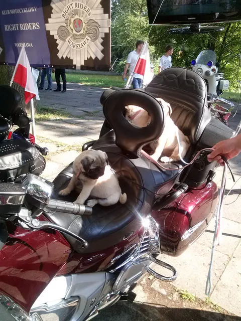 Święto Policji - Agrykola — archiwum Right Riders, 2014