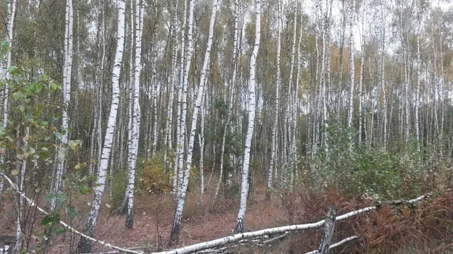 Zakończenie sezonu — archiwum Right Riders, 2016
